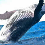 Dormant Ether Whale Moves $13 million ETH to Kraken
