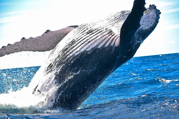 Dormant Ether Whale Moves $13 million ETH to Kraken