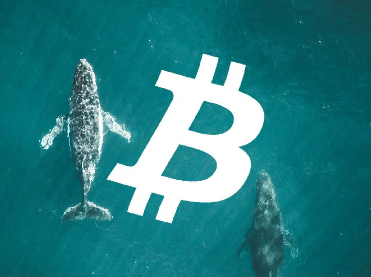 "The whale went into Bitcoin short for $88,000," the analytics company explains what it means.