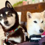 $cocoro token hits $100 million FDV after Doge's mom adopts a new rescue puppy