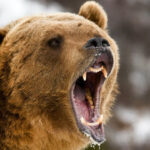 When evidence of liquidity rewards goes live, Bellachine jumps 14%