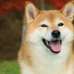Doge Barks - What meme coins are making a comeback?