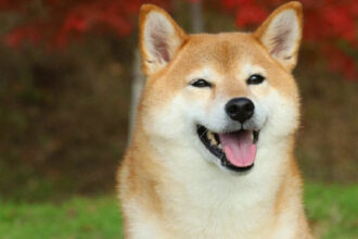 Doge Barks - What meme coins are making a comeback?